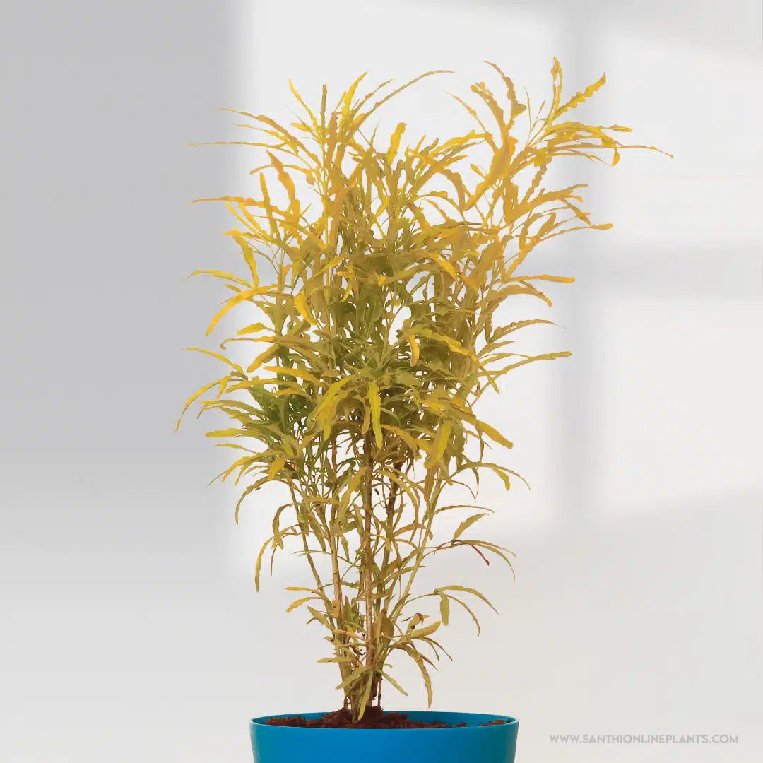 Aralia Golden Ball Pot Plant