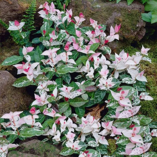 Asiatic Jasmine Tricolor