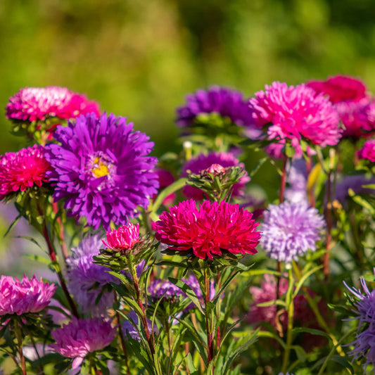 Aster plant (mixed colour seedlings bunch)