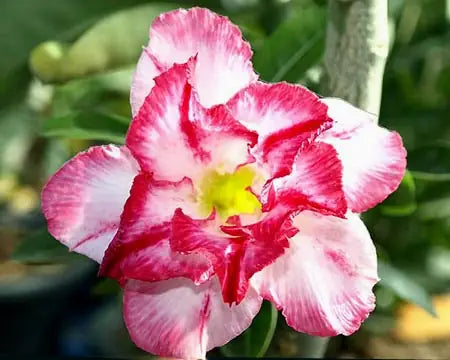 Attractive Adenium ‘ Amazing Thailand’ – Adenium obesum common name