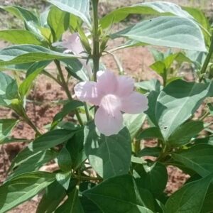Baby pink december flower plant