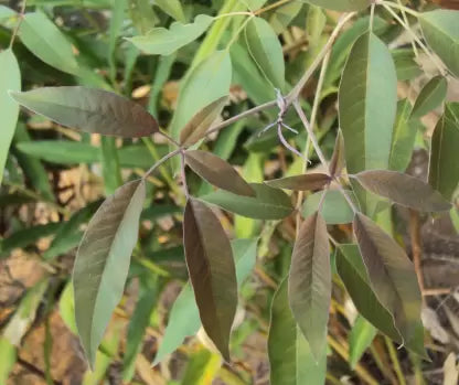 Perfect Black Nochi – Nirgundi plant