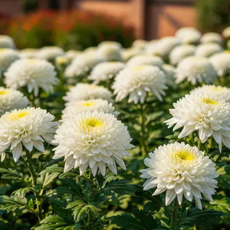 Chrysanthemum 'Bright white' flower plant