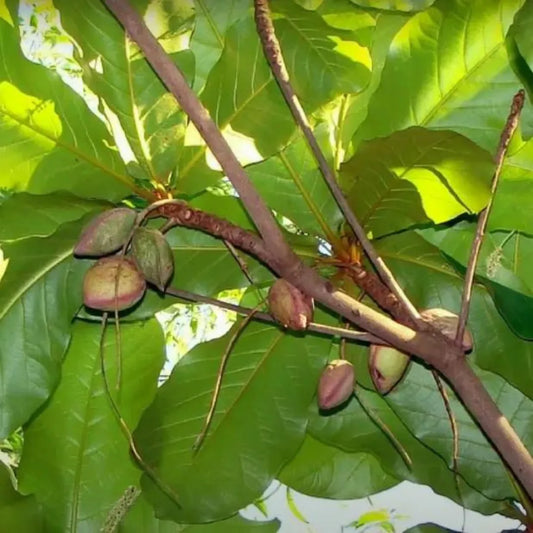Badam-Indian almond plant