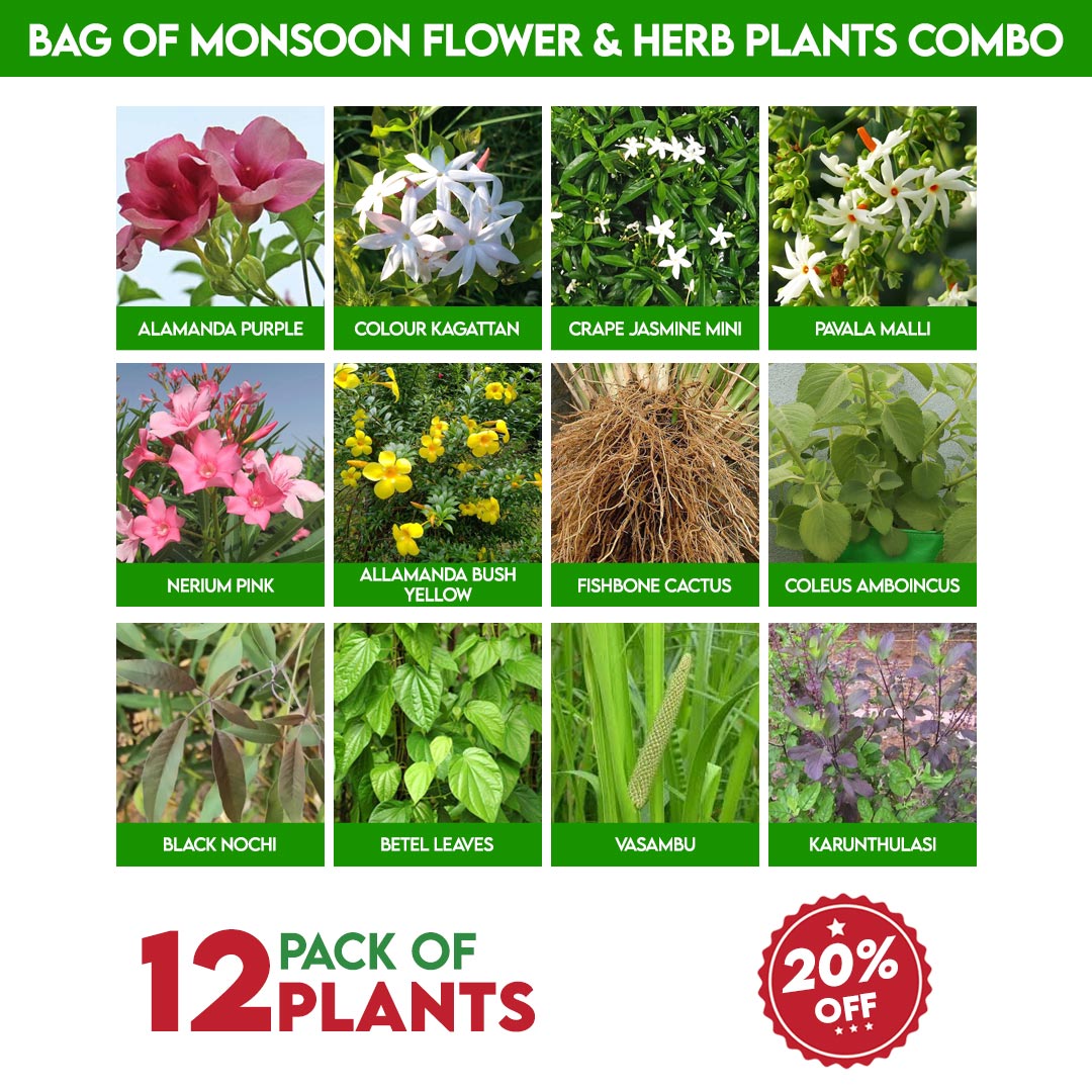 Bag of Monsoon Flower &Herb Plants Combo
