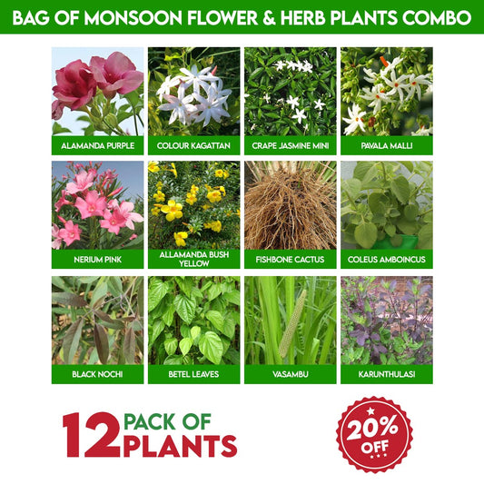 Bag of Monsoon Flower &Herb Plants Combo