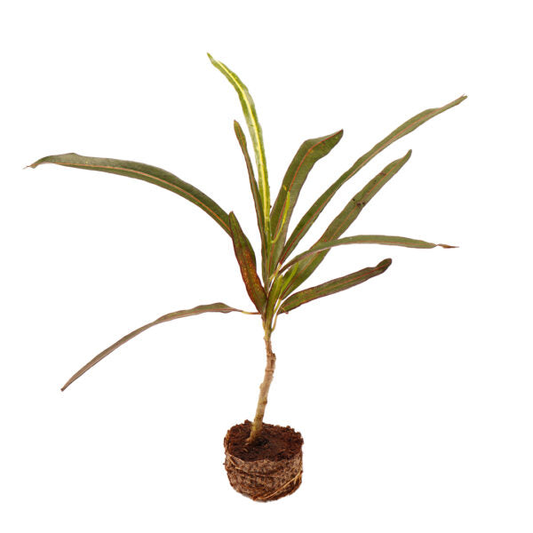 Long Leaf Croton-Codiaeum Variegatum