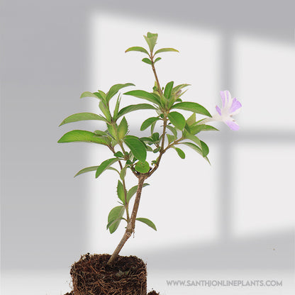 Barleria Cristata : Perfect Lavender Stipped Design