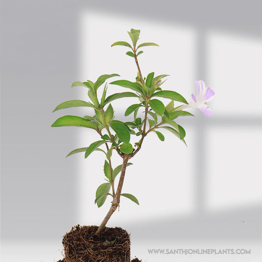 Barleria Cristata : Perfect Lavender Stipped Design