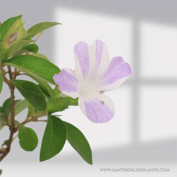 Barleria Cristata : Perfect Lavender Stipped Design