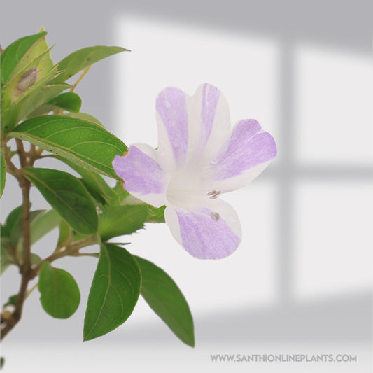 Barleria Cristata : Perfect Lavender Stipped Design