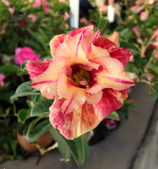 Beautiful Adenium ‘bengal cost’- Red and Yellow combination flower