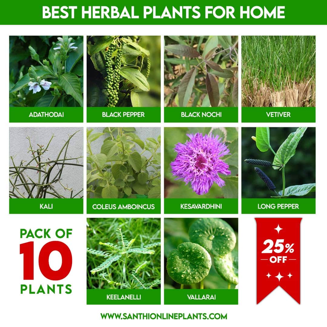 Best Herbal Plants For Home