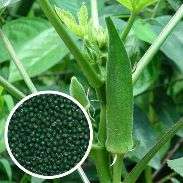 Bhendi – Ladies Finger Seeds (summer gold variety) – Santhi Online Plants