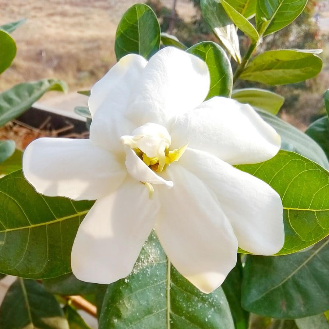 Big Parijatham Plant (Big Gardenia)