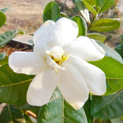 Big Parijatham Plant (Big Gardenia)