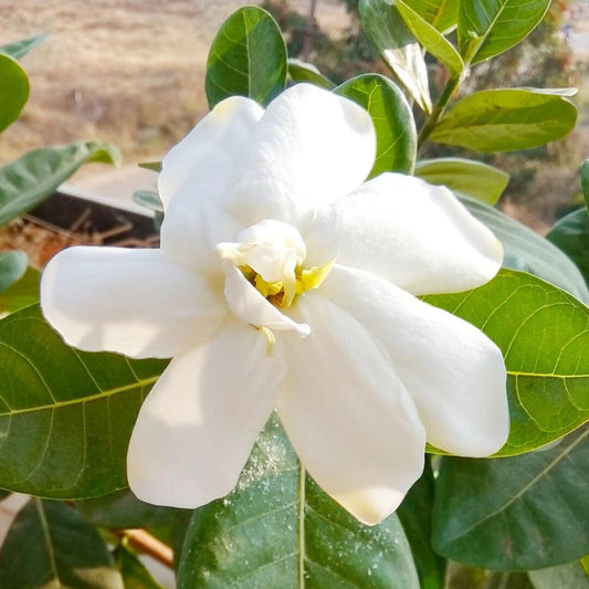 Big Parijatham Plant (Big Gardenia)