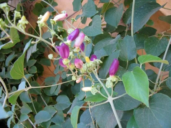 Bignonia-Amphilophium Paniculatum