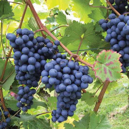 Black Grapes Plant