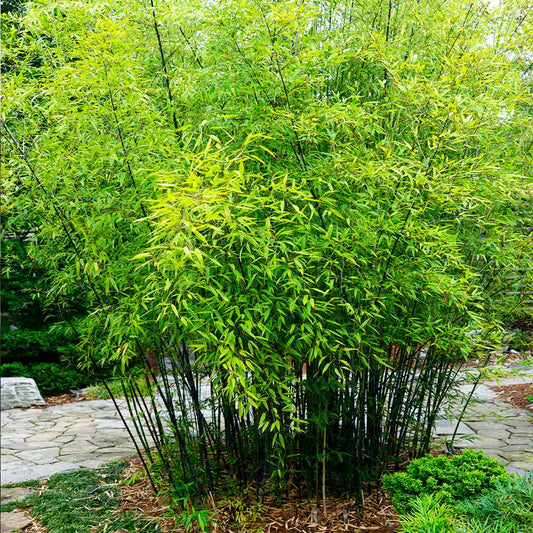 Bamboo plant
