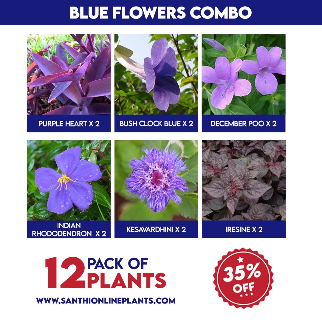Blue flower combo