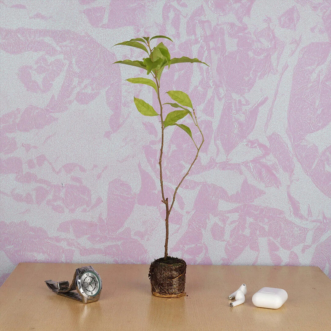 Bougainvillea White Plant