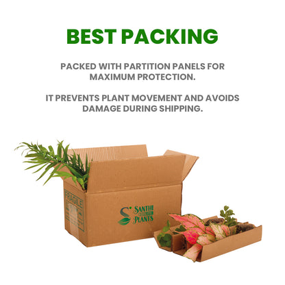 Mixed Fruit Plants Combo – Pack of 10 Live Grafted Fruit Plants