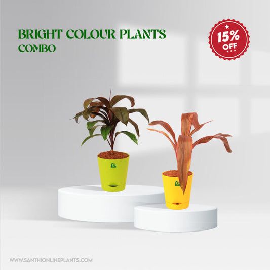 Bright Colour Plants Combo