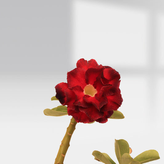 Bright Adenium ‘Black Sea’ – bonsai plants online