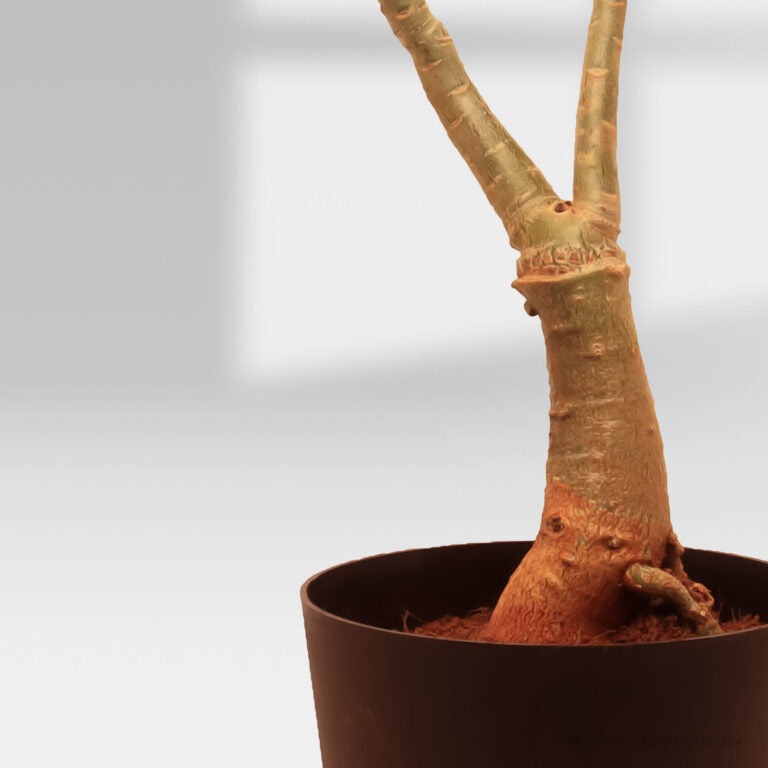 Bright Adenium ‘Black Sea’ – bonsai plants online