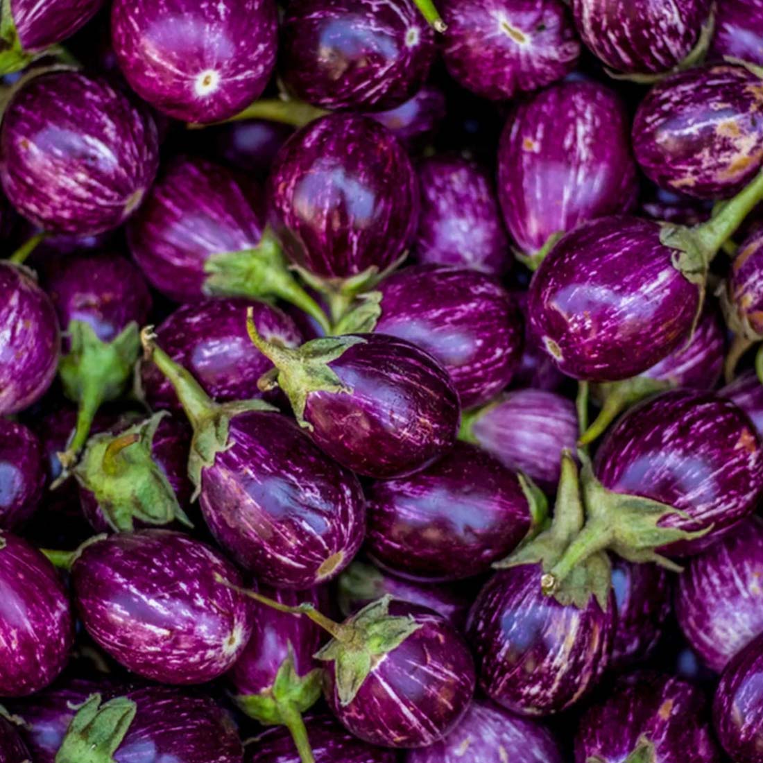 Purple stripped brinjal seeds ( purple vari kaththari)