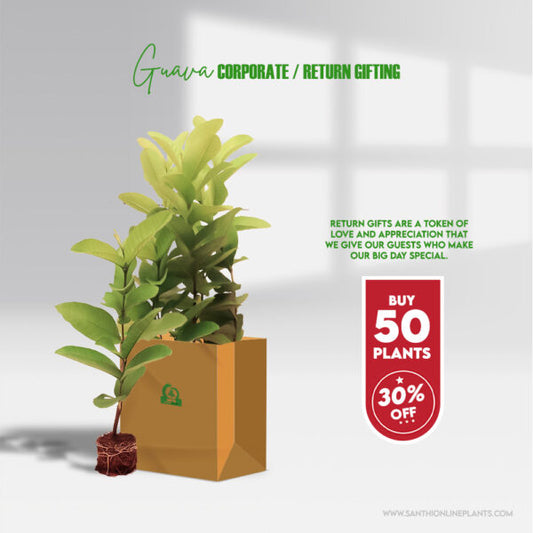 Well Grown Perfect Guava Plant – Corporate Gifts