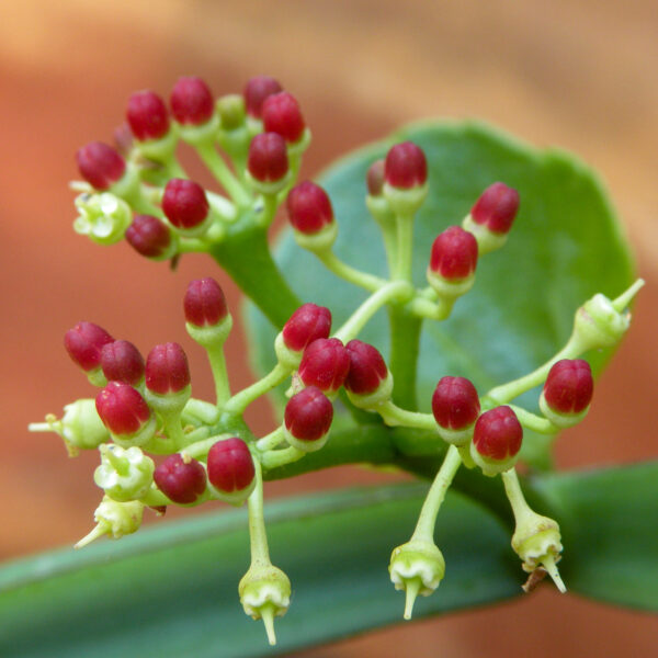 Pirandai Herbal plant