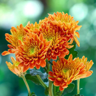 Chrysanthemum 'Calcutta chocolate' flower plant