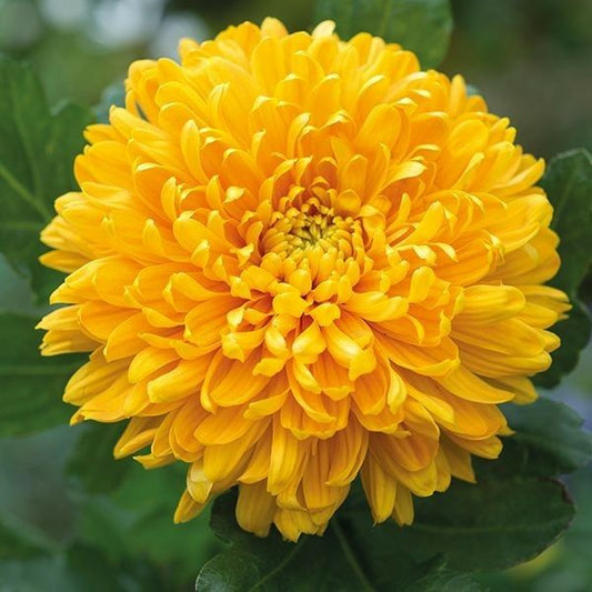 Chrysanthemum 'Calcutta gold' flower plant