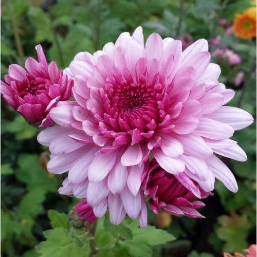 Chrysanthemum 'Calcutta pink' flower plant