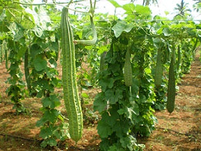 Ridge gourd long seeds