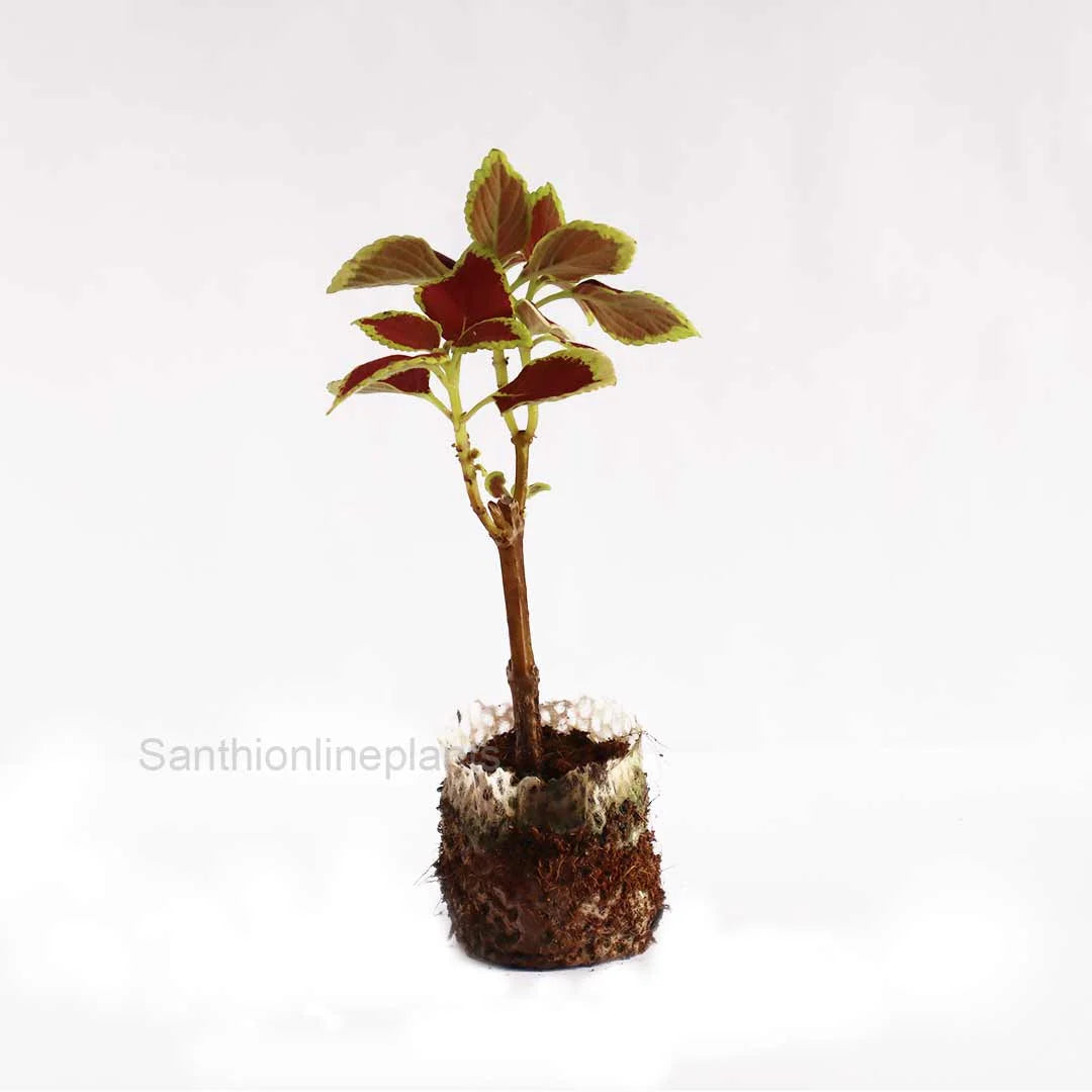 Coleus Premium Sun Crimpson Gold