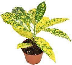 Gold dust (big leaf)