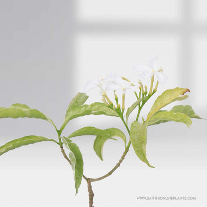 Crape Jasmine Variegated Mini