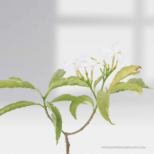 Crape Jasmine Variegated Mini