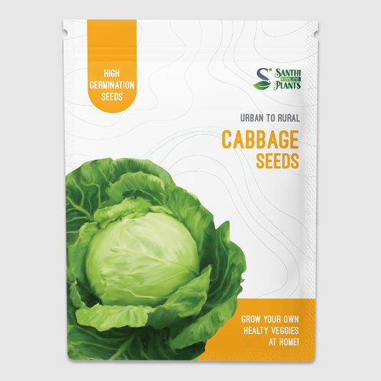 Cabbage seeds