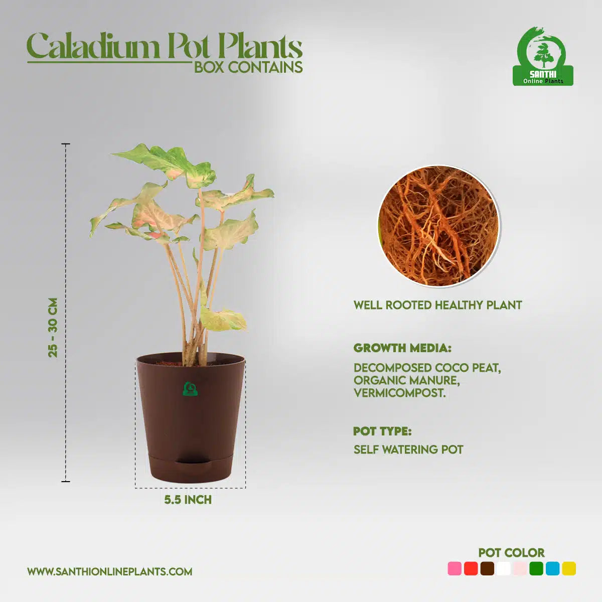 Caladium Bicolor Pot Plant