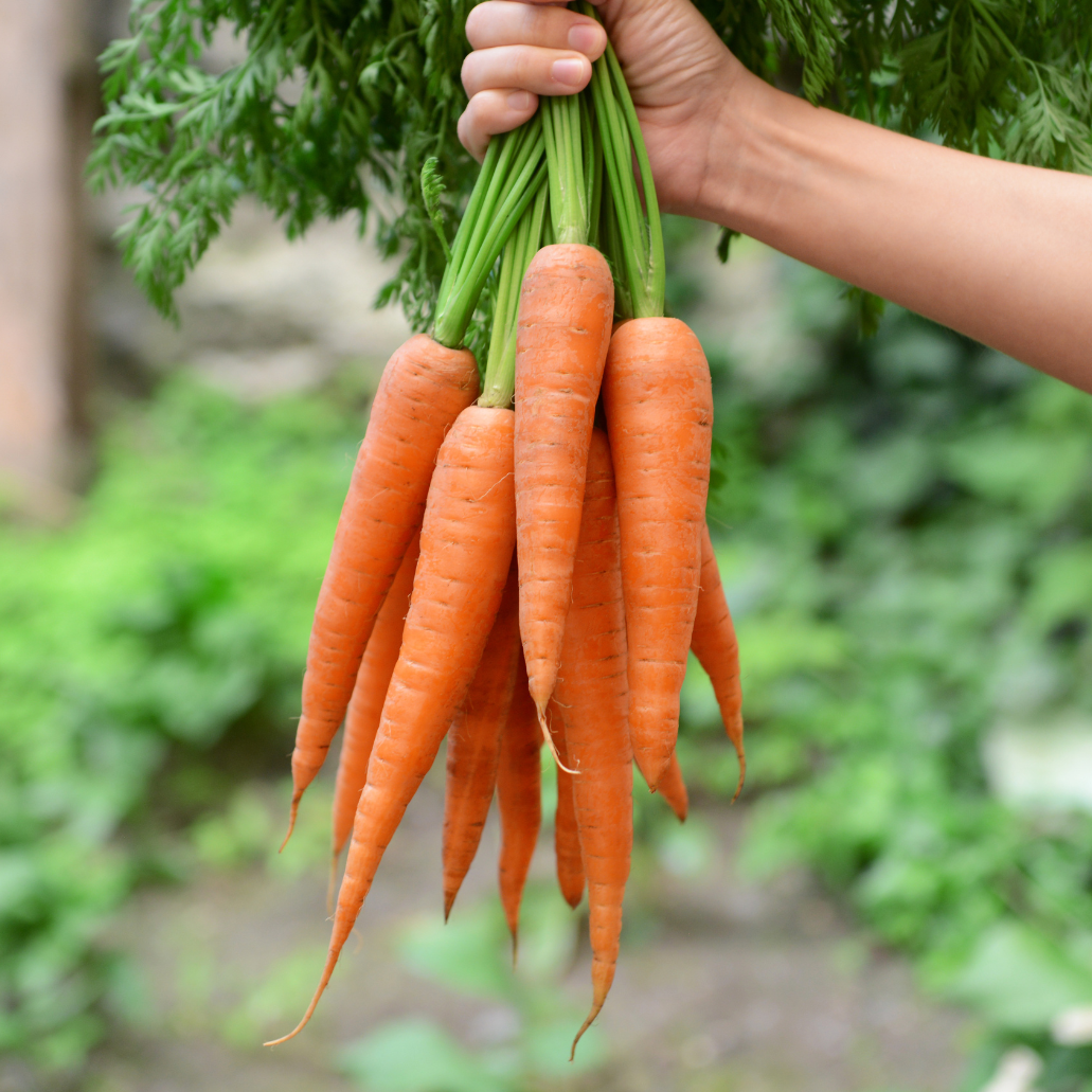 Carrot seeds