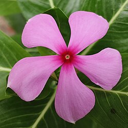 Madagascar periwinkle plant - Nithyakalyani plant