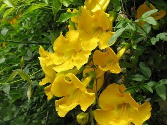 Cat’s Claw-Dolichandra Unguis Cati