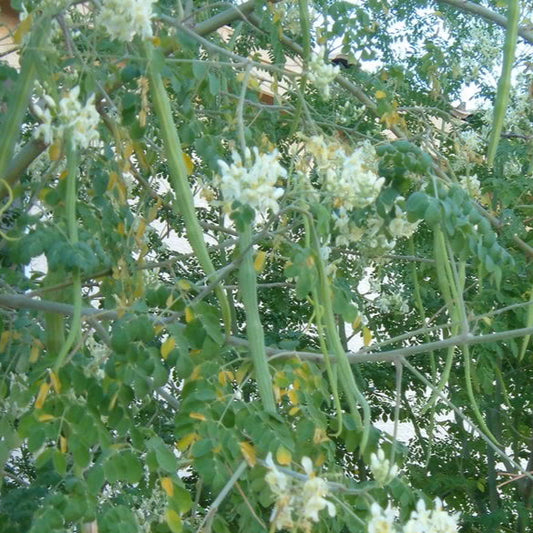 Annual moringa seeds (chedi murungai)