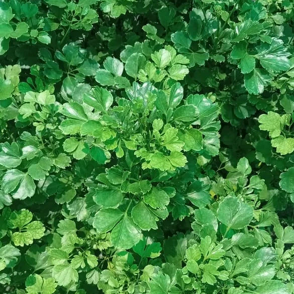 Chicken Gizzard Aralia