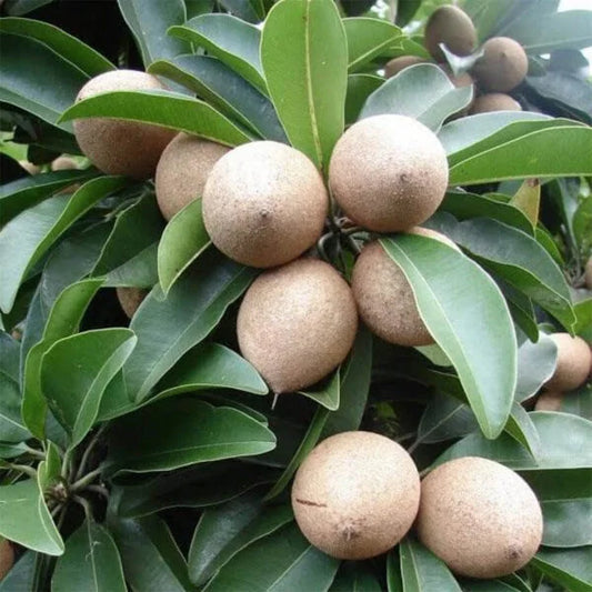 Chiku Plant (Sapota)