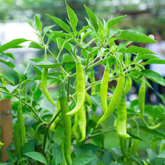 Pack of 10 chilli seedlings